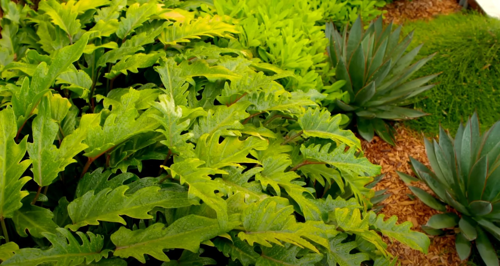 Tropical Landscape Design with Native Plants and Natural Foliage Lush tropical landscape design featuring large leafy plants, ferns, and diverse foliage creating natural garden ecosystem